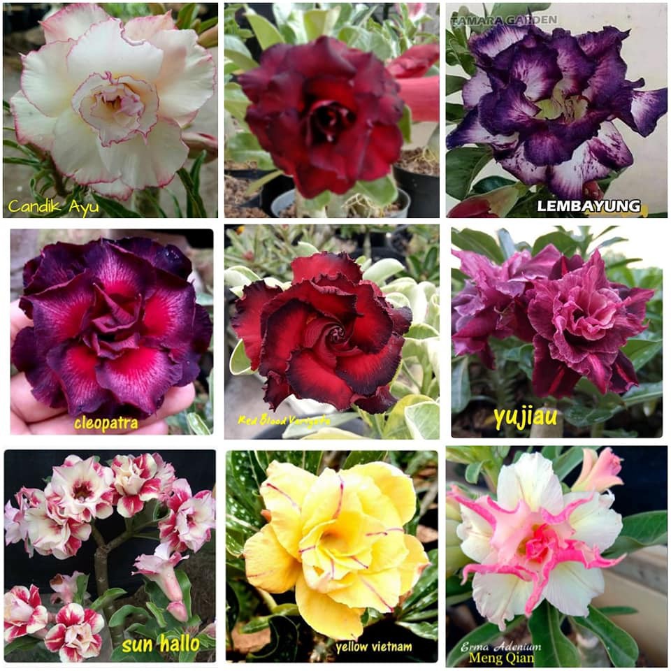 PROMO KAMBOJA JEPANG Adenium bunga tumpuk grafting/stek size a cantik murah berkualitas