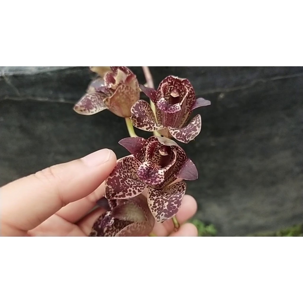 Grammatophyllum stapeliiflorum