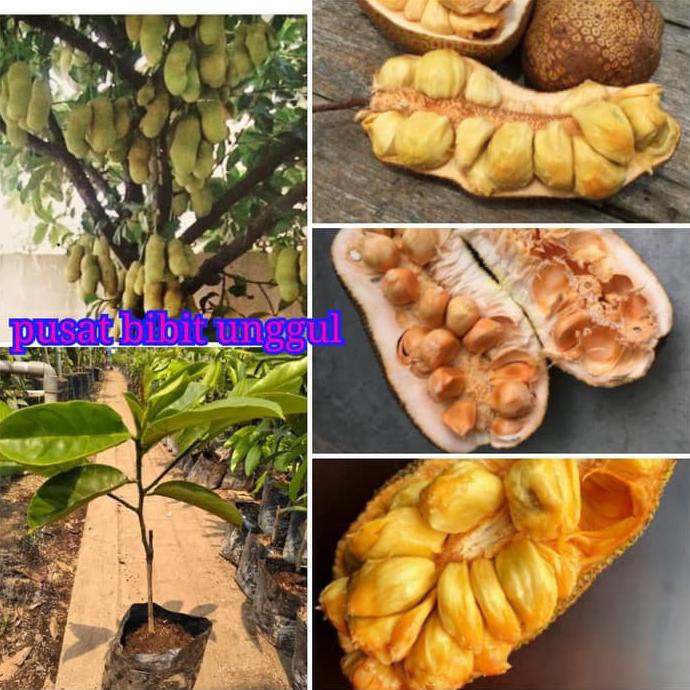 Bibit Buah Cempedak Super Unggul Cepat Berbuah Shopee Indonesia