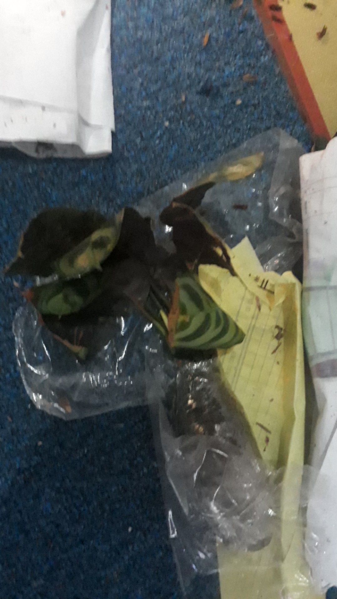 Paket 5 Tanaman Hias Calathea-kalatea