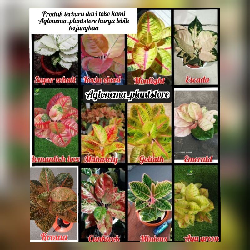 PROMO PAKET 12 BIBIT AGLONEMA KOLEKSI /BIBIT BONGGOL AGLONEMA