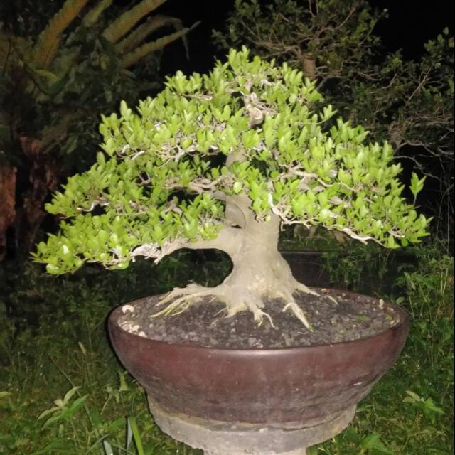 Bonsai Phusu Batu Shopee Indonesia
