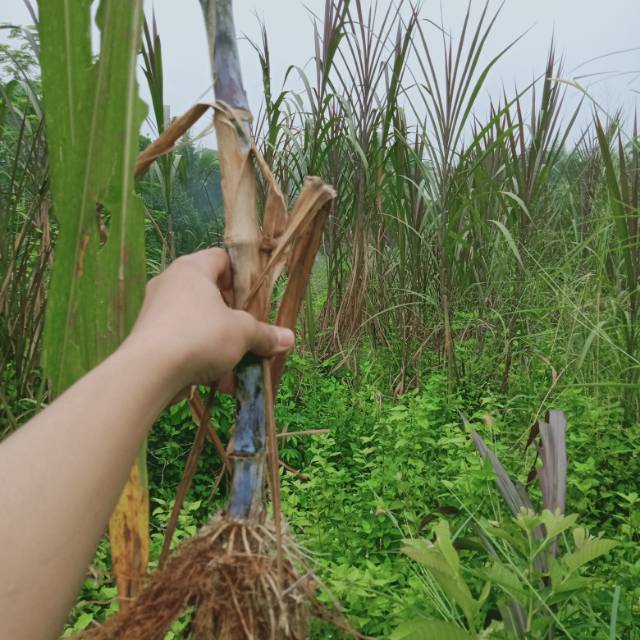 

Batang tebu ierng obat herbal