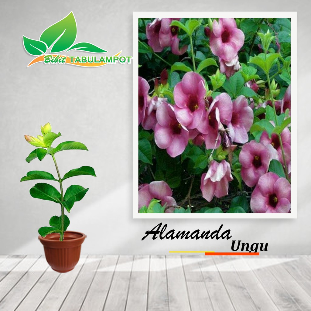 Bibit Tanaman Hias Rambat Alamanda Ungu
