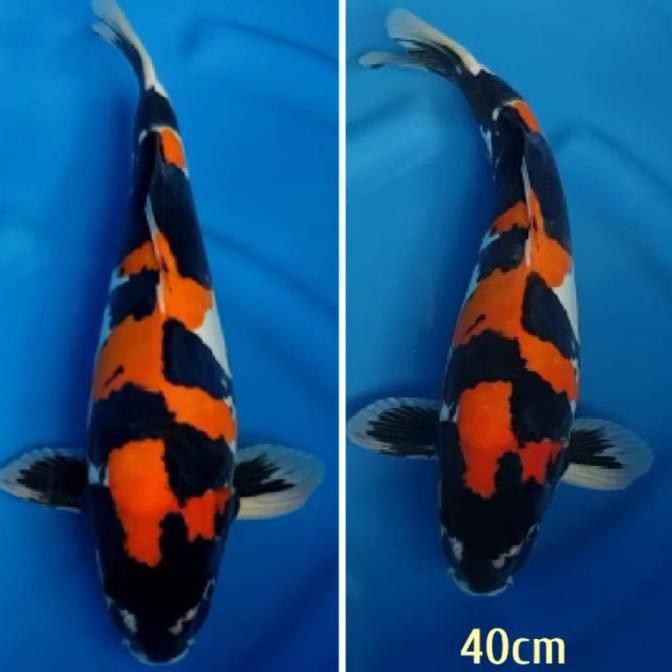 Jual Ikan Koi Showa Doitsu Hq 40Cm.Sedia Kohaku Showa Sanke Butikuda165 ...