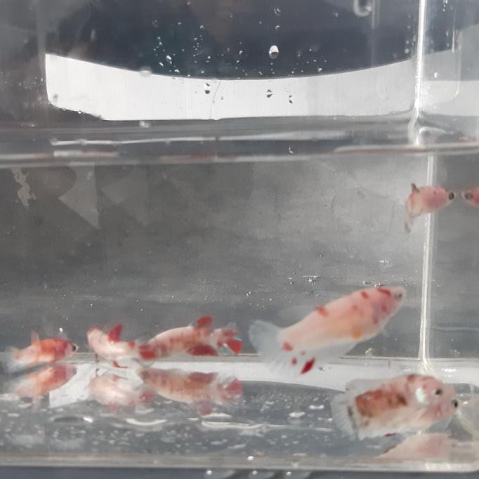 Ikan Cupang Nemo Koi Galaxy