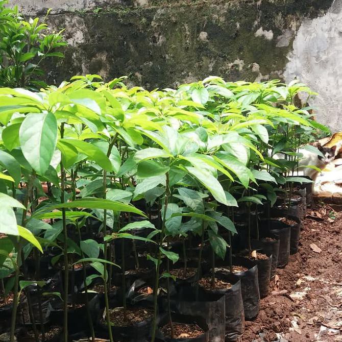 GROSIR BIBIT ALPUKAT MIKI MENTEGA TERLARIS