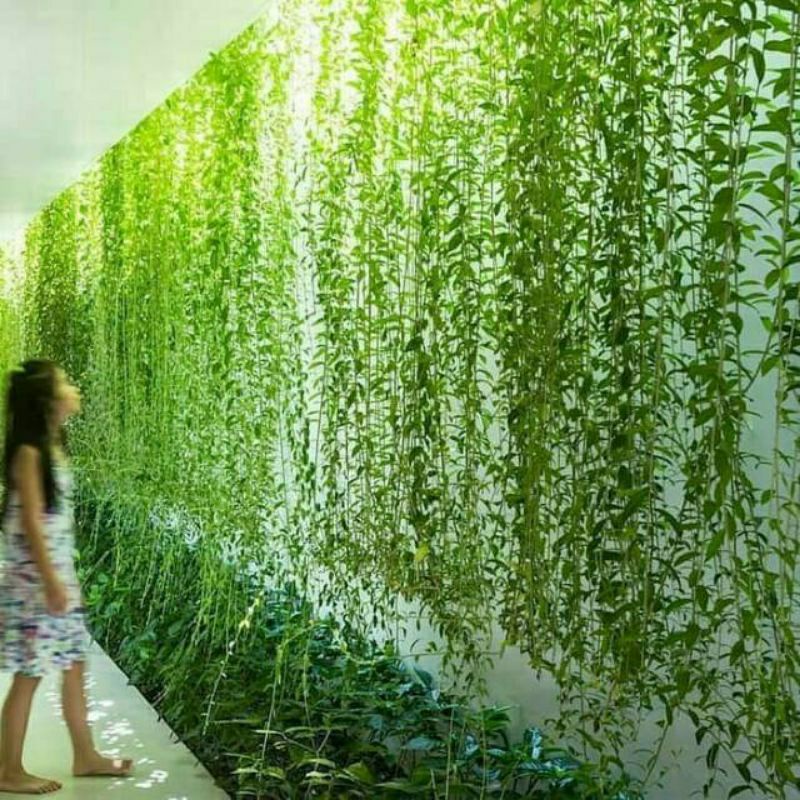 Adelonz Paket + Pot, Lee Kwan Yew 5 Polybag Panjang 50-60 Cm, + Pot Panjang Hitam 50 Cm, Putih