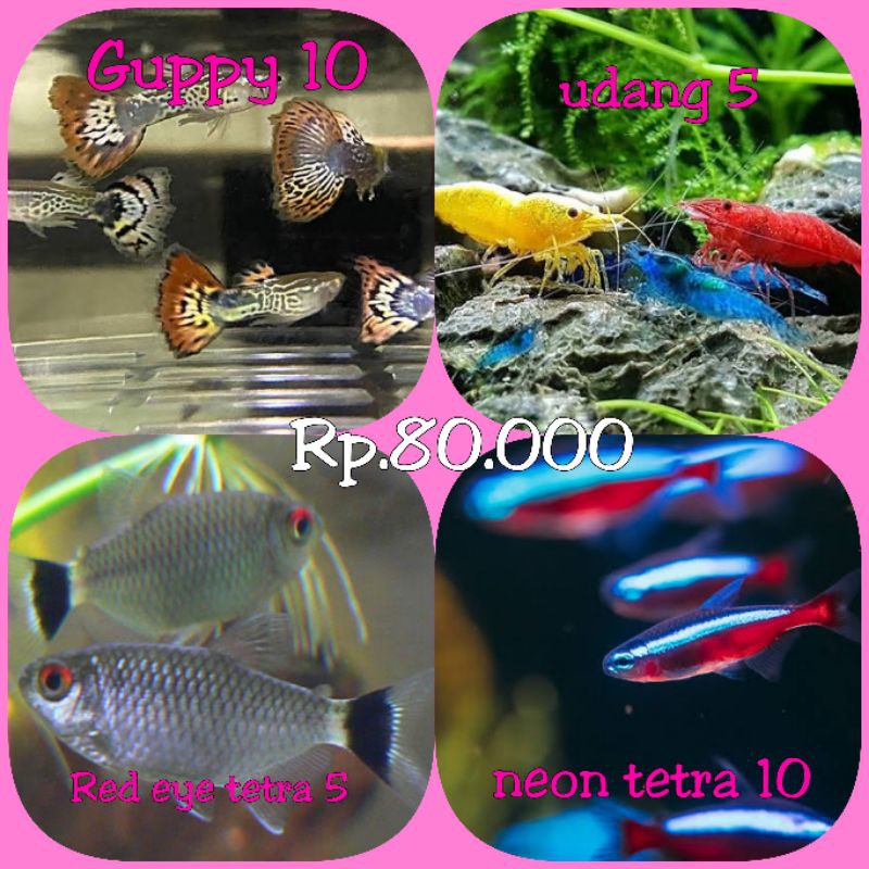paket ikan hias aquascape air tawar 30 ekor (guppy 10, neon tetra 10, udang 5, red eye tetra 5)