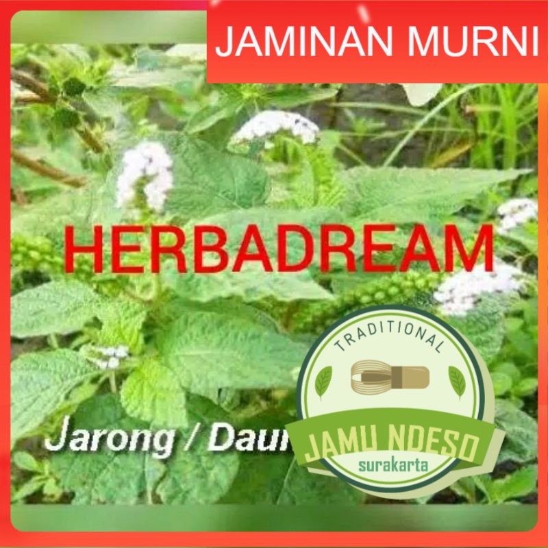 

DAUN SENGKETAN SANGKETAN BUBUK 250 GRAM - Heliotropium Indicum - MURNI - JSR - REMPAH