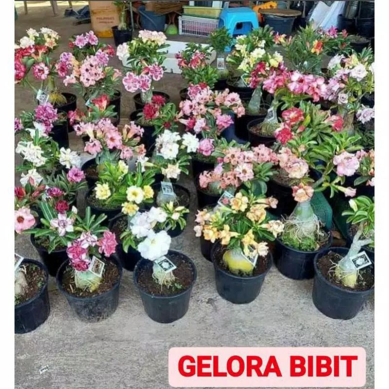 PROMO!! TANAMAN HIAS ADENIUM KAMBOJA JEPANG BUNGA TUMPUK// 4 WARNA