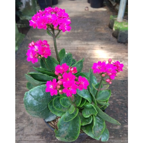 Bunga Caladiva / Calanchoe - Tanaman Hidup Dewasa