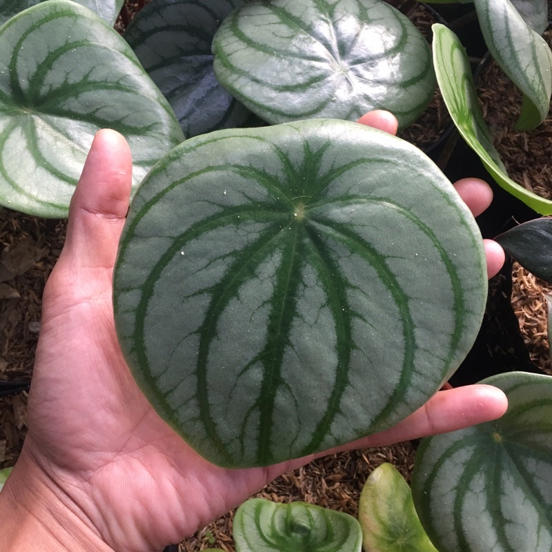 peperomia argyreia watermelon jumbo