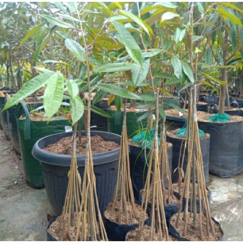 Bibit tanaman buah durian musangking Kaki 10
