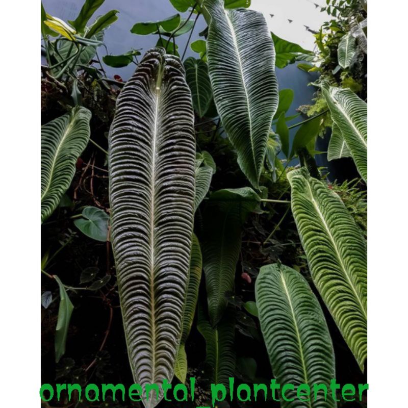 Anthurium Veitchii Darkform Narrow