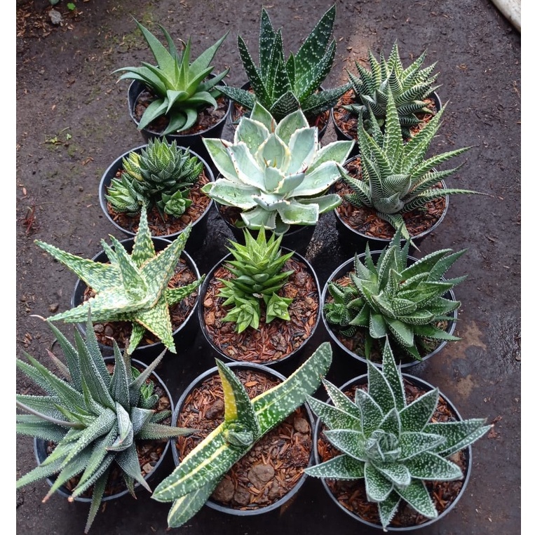sukulen kaktus | Paket hawhorthia gasteria aloe ukuran pot 10cm