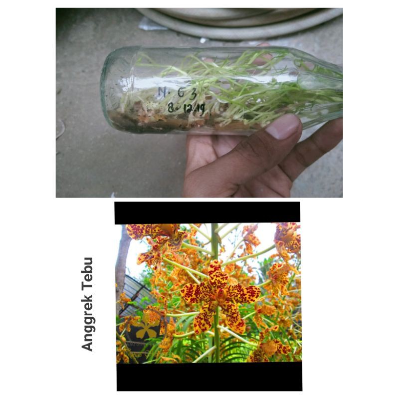 Bibit Anggrek botolan. Anggrek Tebu
