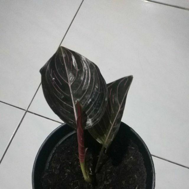 Promo Aglaonema Rotundum Aceh Asli - Aglonema