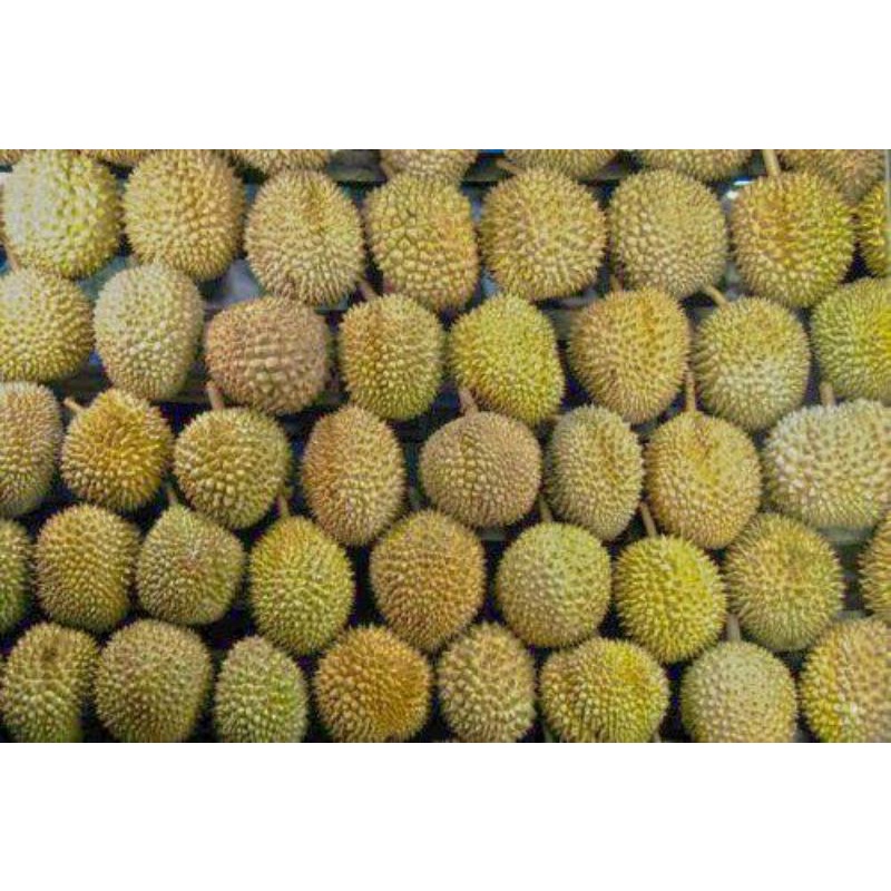 

durian medan ( petruk )