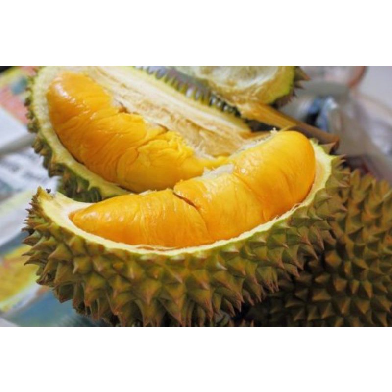 

Bibit durian montong genjah
