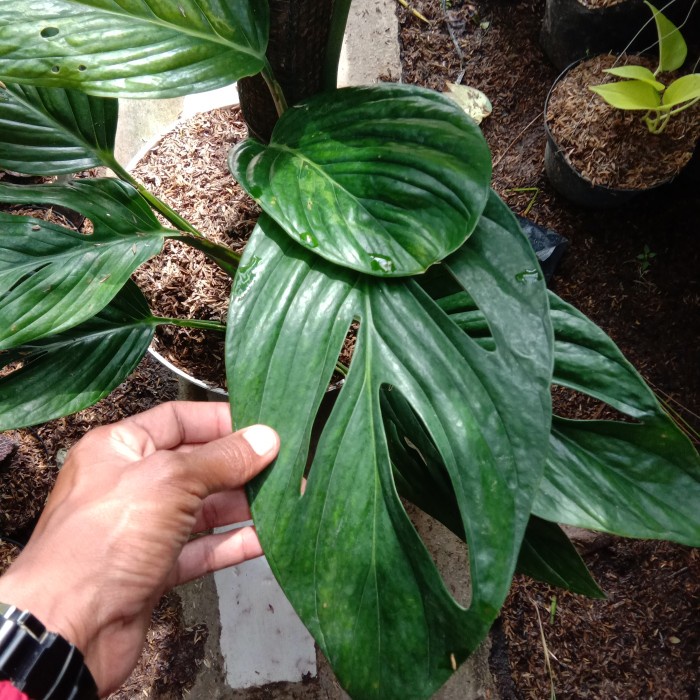 Monstera Pinnatipartita Original Bukan Sirih Badak / Monstera Pinatipartita