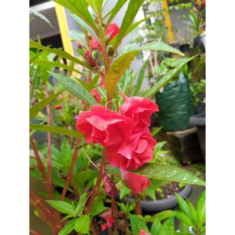 Benih Tanaman Pacar air bunga merah tumpuk