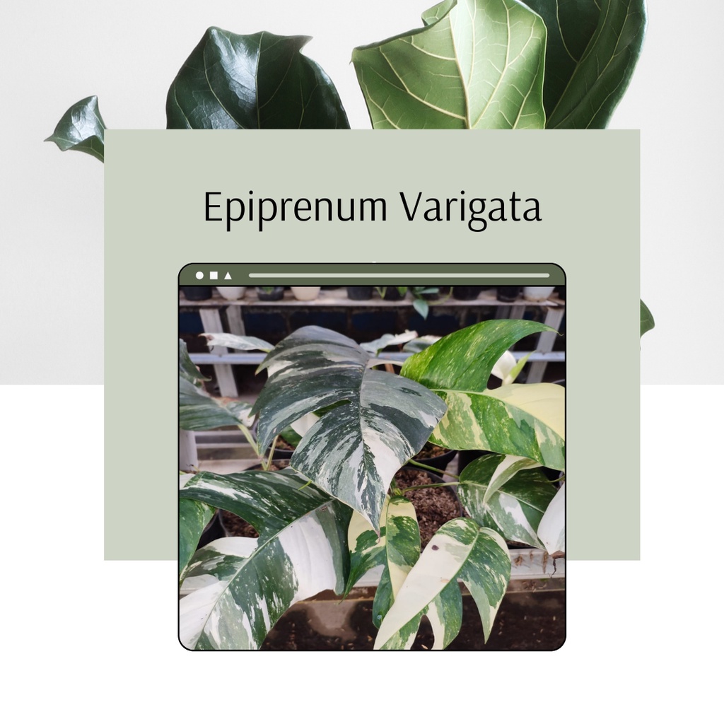 Monstera Epipremnum Varigata Tanaman Hias Epipremnum Varigata