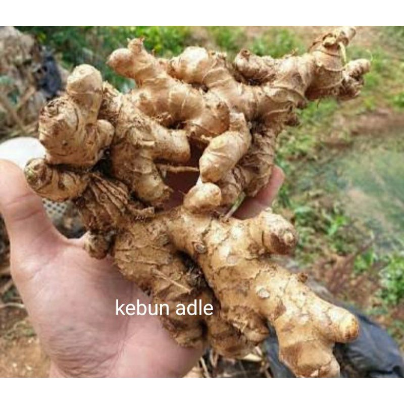 

lempuyang segar