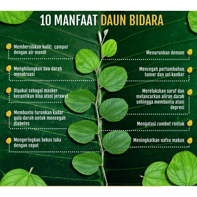 

daun bidara / bidara arab / daun bidara arab segar