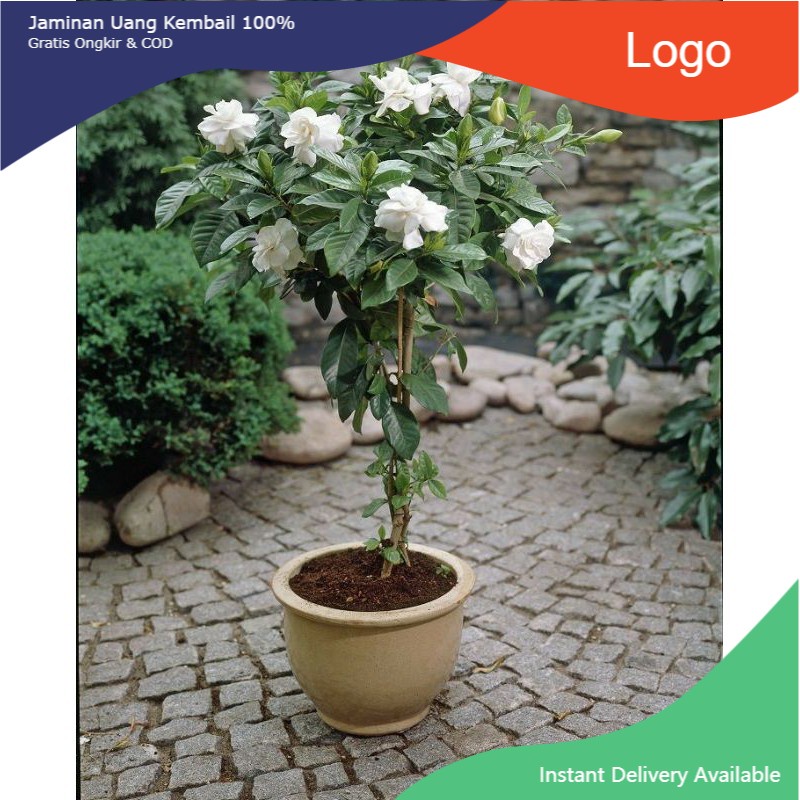 FLORA | Tanaman Hias Melati jasmin Bunga Putih - Tanaman Hidup-Bunga Hidup Murah Melati Jasmine
