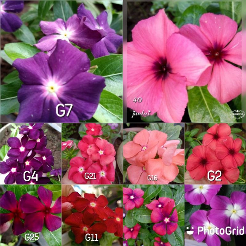 Jual Paket Hemat Benih Bunga Vinca Gantung