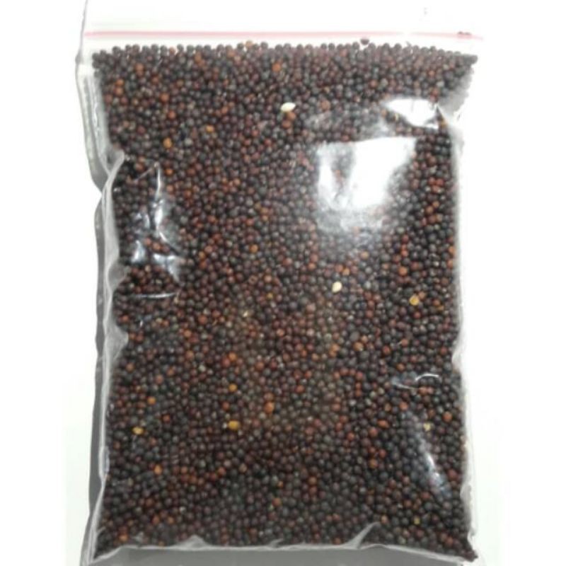 Biji Sawi protein tertinggi untuk burung kenari Lovebird dll