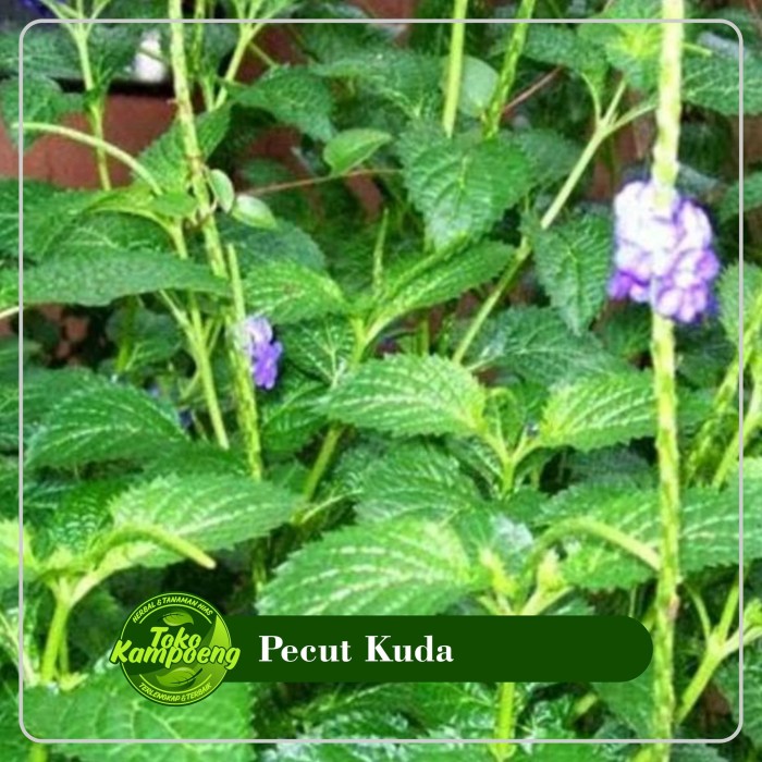 

100 gram Daun Pecut Kuda / Jarong Yu long Bian Segar