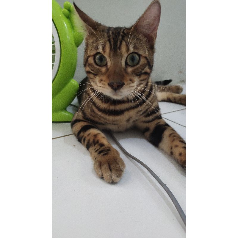 Bengal Jantan Brown Spotted pure non ped