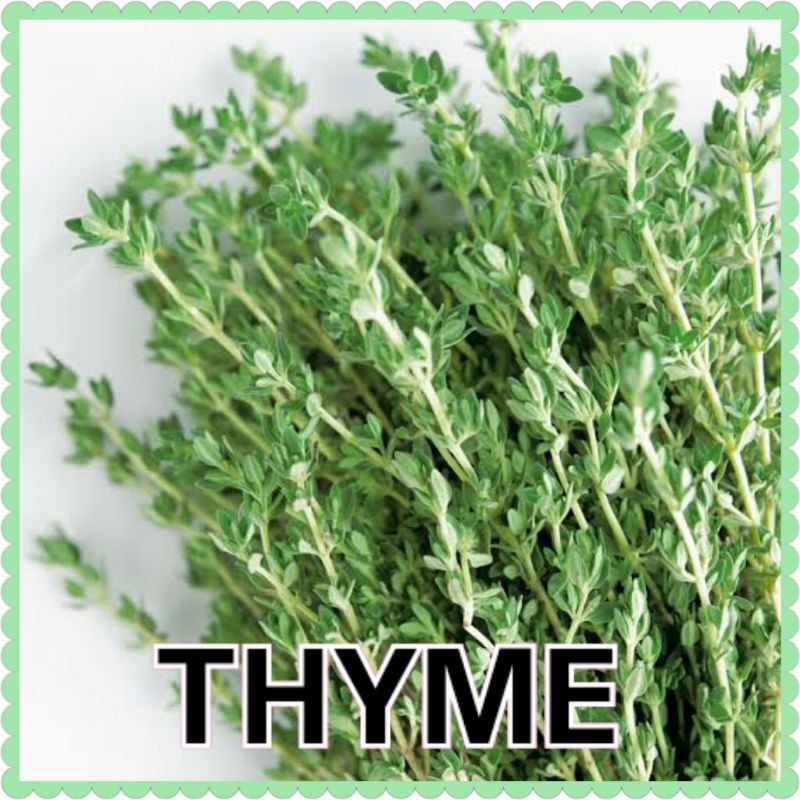 Benih Bibit Herbal Benih Herb Daun Mint Rosemery Thyme Oregano Parsley