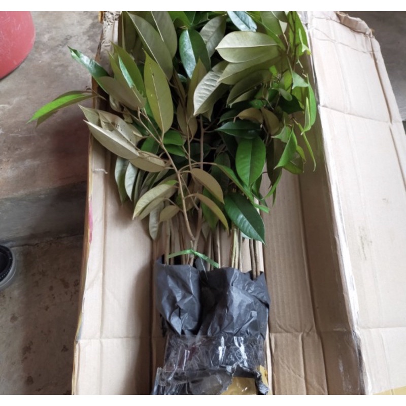 Bibit Durian MusangKing Durian Super