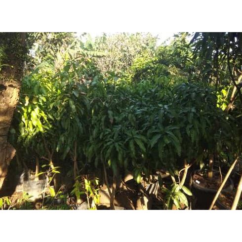 Produk Ready Pohon Mangga Irwin Siap Buah Tinggi 1,6 Meter