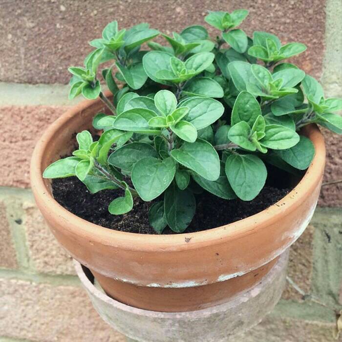 tanaman herbal oregano | Shopee Indonesia