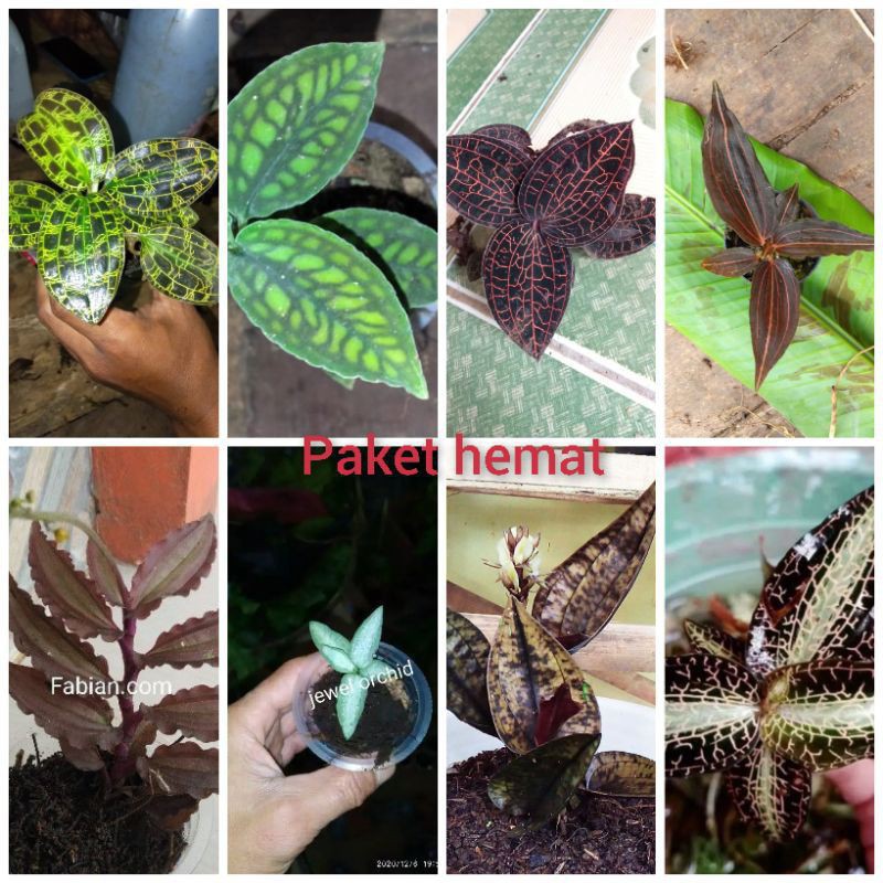 promo paket hemat 8 jenis jewel orchid anggrek tanah