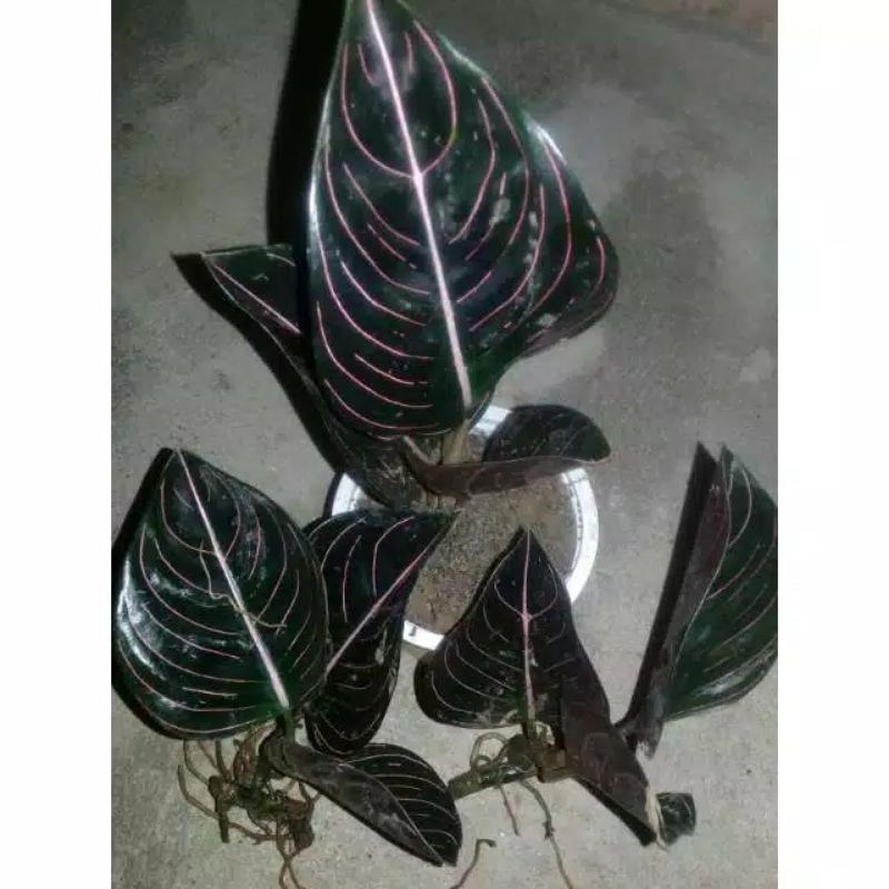 Aglonema Rotundum Aceh / Aglo Rotundum Aceh Aglo Aceh