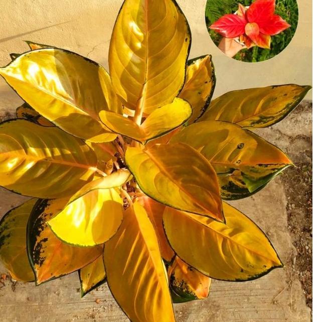 ✞PROMO✞ Aglonema Sultan brunei remaja - tanaman hias hidup - bunga hidup - bunga aglonema - aglaonema merah - aglonema merah - aglonema murah - aglaonema murah paling murah