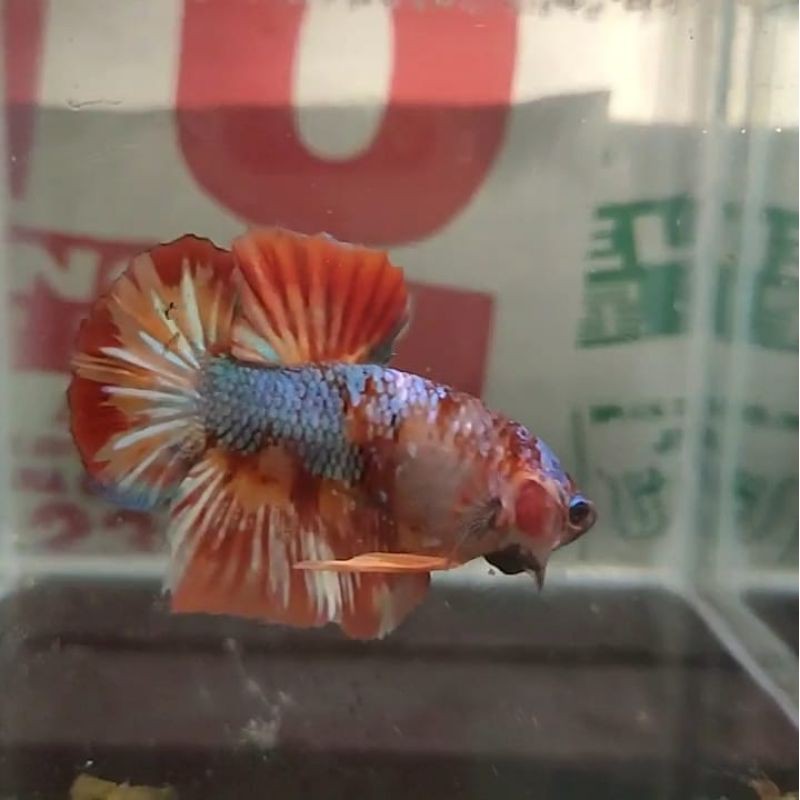 Linz_fashion Ikan cupang nemo avatar