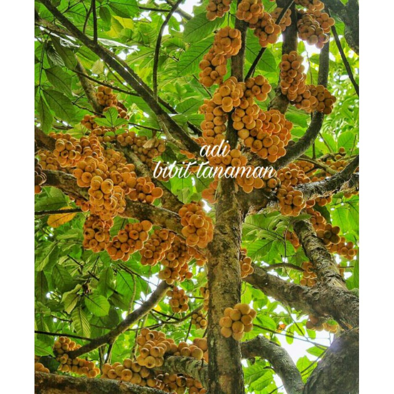 Bibit buah duku palembang/tanpa biji - WISATA AGROTANI