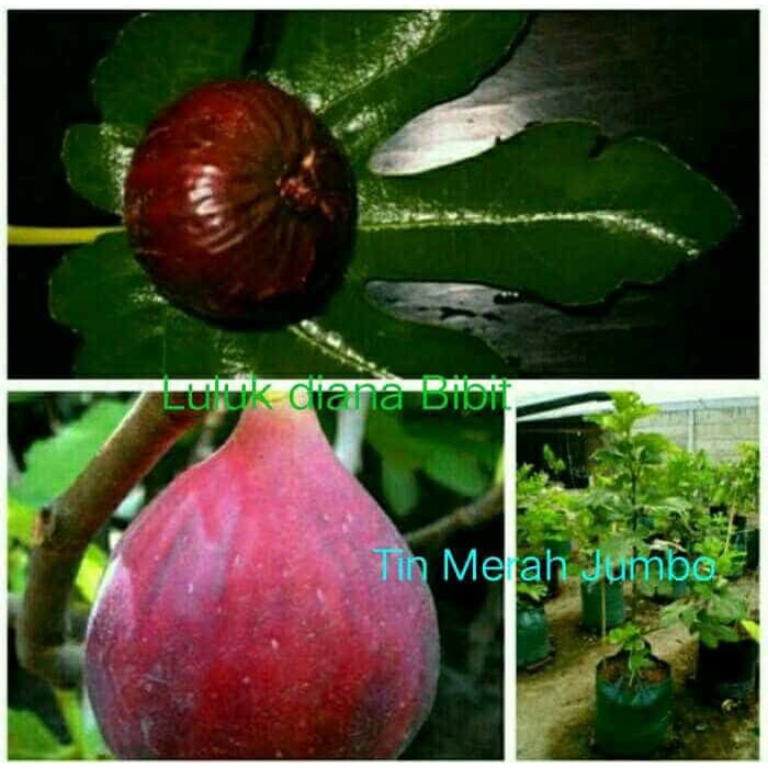 Bibit buah Tin Merah JUMBO