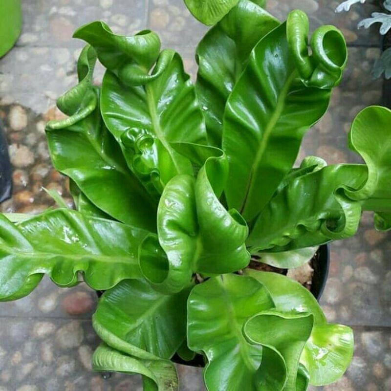 Kadaka Lasagna - Tanaman Hias Kadaka Lasagna