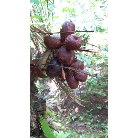 

Salak pondoh Banjarnegara