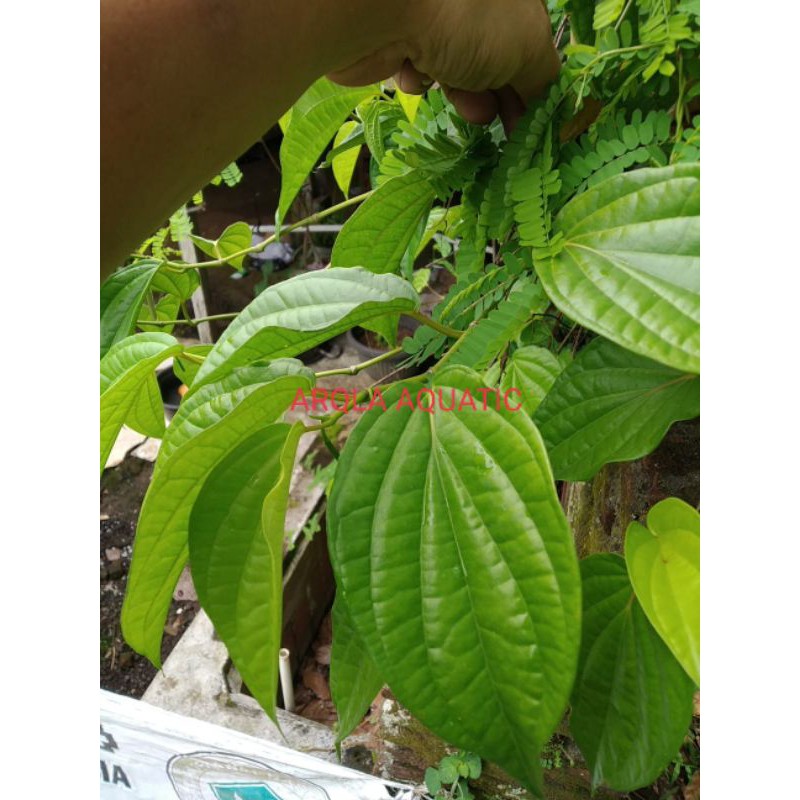 

Daun Sirih Segar Bebas Peptisida Arqla Shop