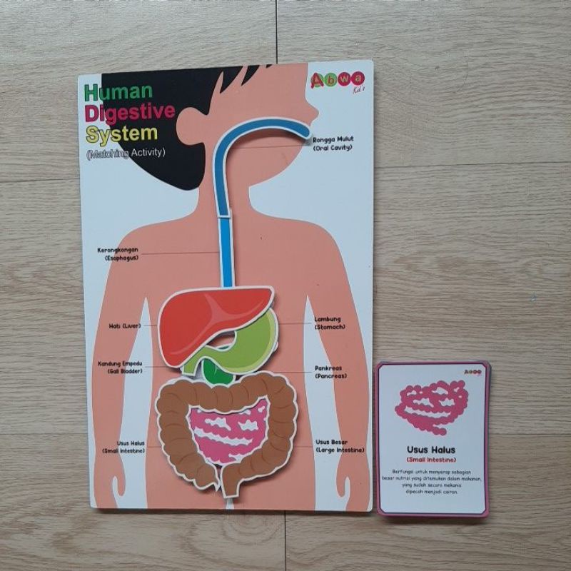 Alat Peraga Sistem Pencernaan Manusia Materi Ipa Kelas 5 Youtube - Riset