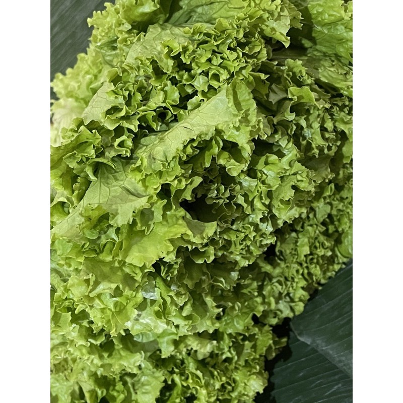 

(SAYUR SEGAR DEPOK) Selada - 500 Gram