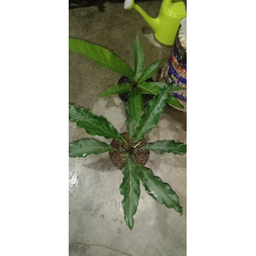 gc glombang cinta&hokeri garuda